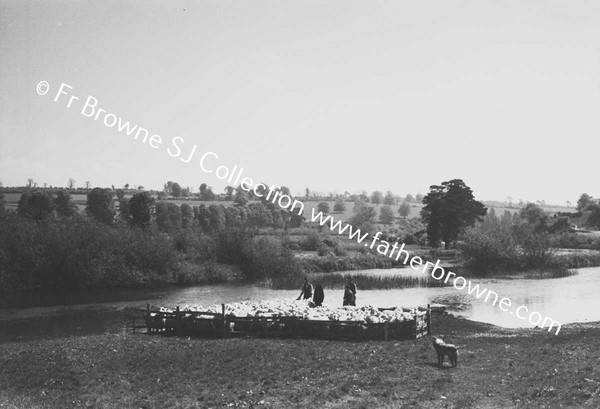 SHEEP WASHING IN RIVER BARROW